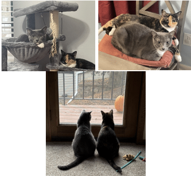 Created & Used by: The Writers for Hire, Inc