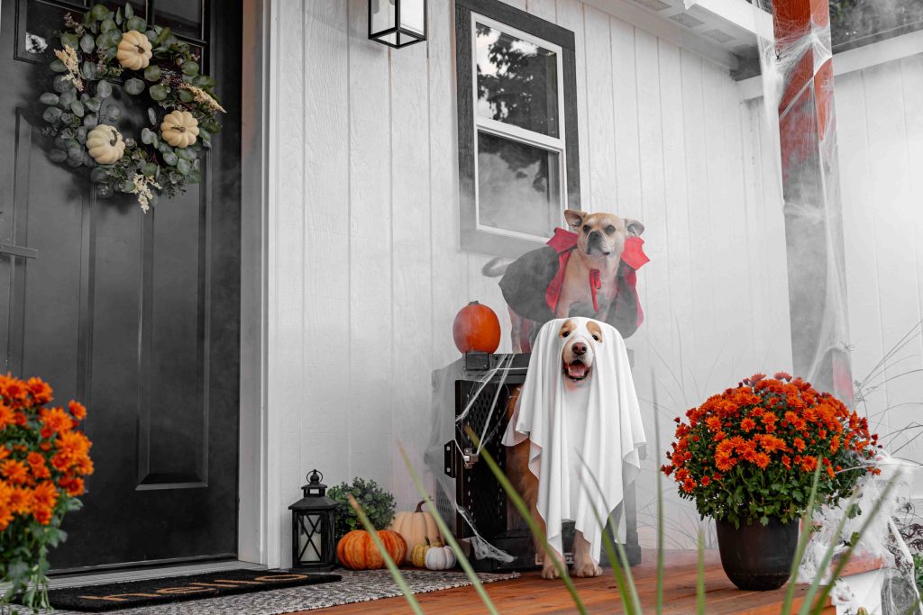 Photo by Impact Dog Crates: https://www.pexels.com/photo/halloween-decor-with-dogs-in-costumes-28829472/
Used by: The Writers for Hire, Inc