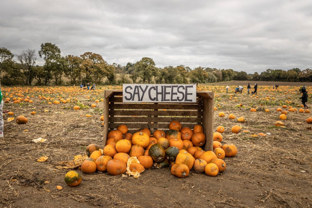 Photo by James Frid: https://www.pexels.com/photo/orange-pumpkins-in-a-wooden-crate-10050250/
Used by: The Writers for Hire, Inc